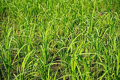 《刺客信条：猎巫》早期细节曝光 将有巫术超能力、线性玩法