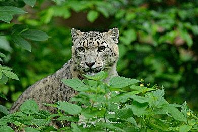 《神都不良探》今日Steam正式开售 神都之神皆在于人